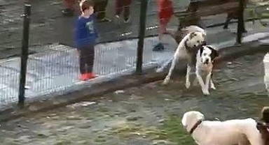 Sokak köpekleri yavru köpeği parçaladı