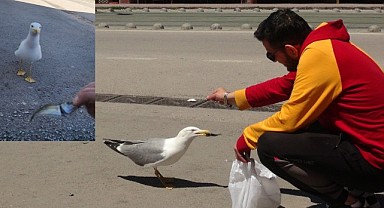 Tekel esnafı aradığı dostluğu martıda buldu