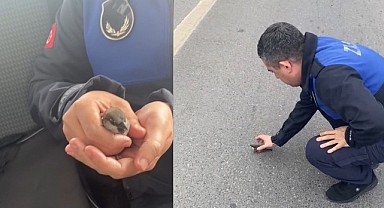 Uçamayan serçenin umudu zabıta ekipleri oldu