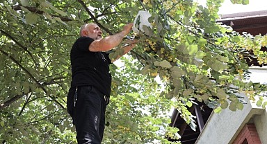 Her yeri buram buram ıhlamur kokusu sardı