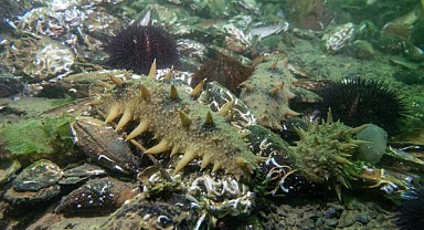 Japon deniz hıyarının popülasyonu arttı