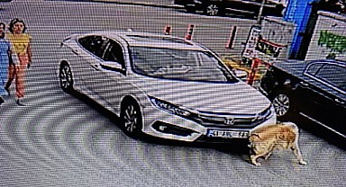 Karşıya geçen köpeğe çarptı! Arkasına bile bakmadı