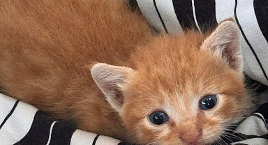 Boru içine düşen 2 yavru kedi kurtarıldı