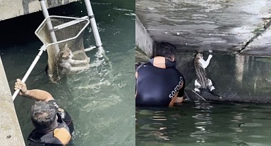 İzmit’te mahsur kalan kedi kurtarıldı
