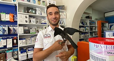 Kediden kurtardıkları karga, en yakın dostları oldu