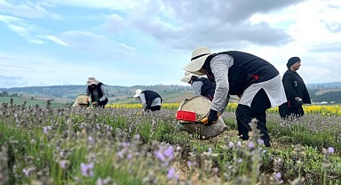 Lavanta tarlalarında hasat başladı