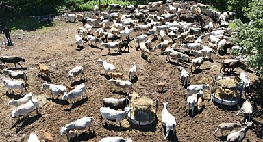 Sanayi kentinde, hastalıklara dayanıklı sığır yetiştiriyor