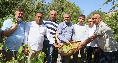 Bin bir emekle yetiştirilen üzümlerin hasadı başladı