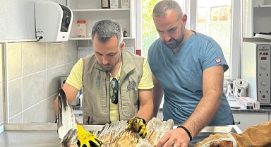 Yaralı halde bulunan kızıl şahin tedavi altına alındı