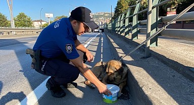 Yaralı köpeği akan trafikte demir korkuluğa bağladılar!