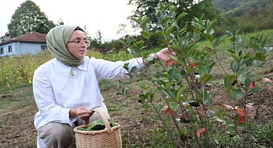 Aronya üretimine başlayan melike, ilk hasadını yaptı