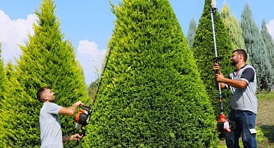 Büyükşehir’den ağaçlara estetik dokunuş