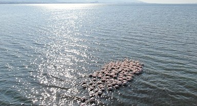 İzmit Körfezi flamingolara ev sahipliği yaptı