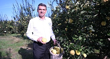 Ayva festivali için geri sayım başladı