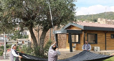 Körfez’de hasat zamanı! Zeytinler toplanıyor