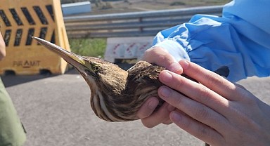 Otoyolda bitkin halde bulunan kuş korumaya alındı