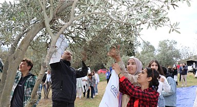 GTÜ’de zeytin hasadı yapıldı