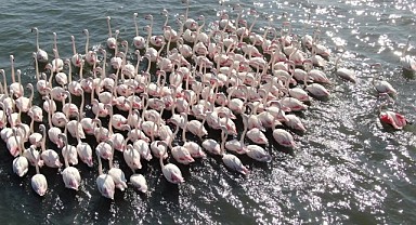 İzmit Körfezi flamingoların gözdesi oldu