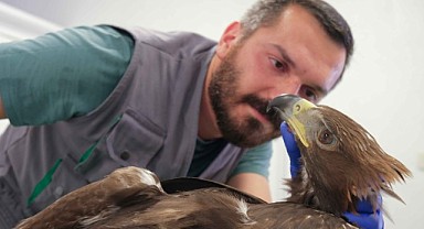 Tedavi edilen kartal, özgürlüğe uçtu