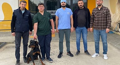 275 sokak hayvanı sıcak yuvaya kavuştu