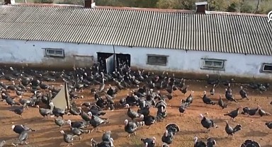 Kandıra hindisi yılbaşı sofralarını süsleyecek!