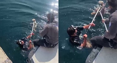 Denize düşen kediyi itfaiye ekipleri kurtardı