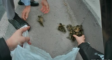 Yavru ördekler trafiği birbirine kattı