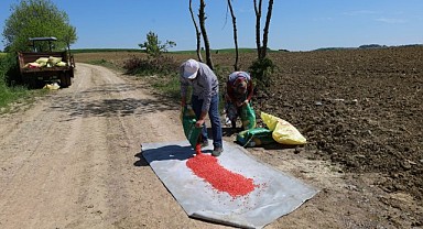 Kocaeli'de tohum toprağa düştü, bereket filizleniyor