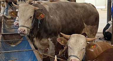 Kurbanlık seçerken dikkat! Bunları almayın