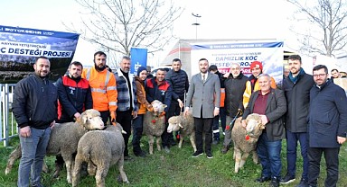 Büyükşehir, üreticilere damızlık koç desteği verdi