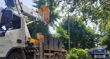 SEDAŞ, kesintisiz enerji için ağaçları buduyor