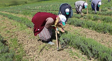 Tıbbi ve aromatik bitkilerin çapalama işlemi başladı