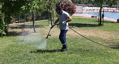 Darıca’da haşera sorununa karşı seferberlik başladı