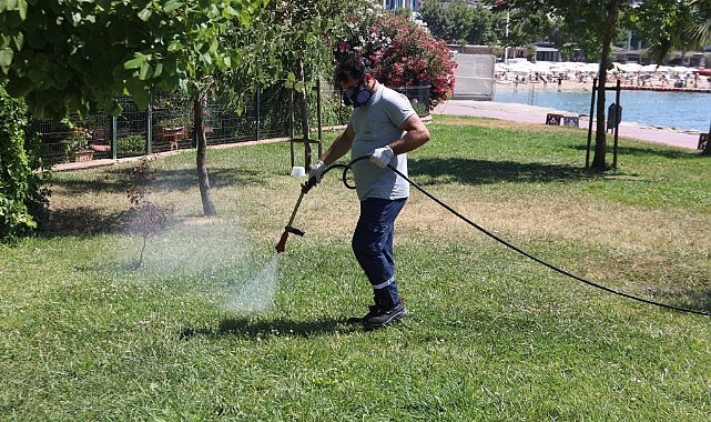 Darıca’da haşera sorununa karşı seferberlik başladı