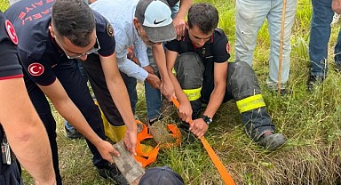 Gebe inek, definecilerin kazdığı kuyuya düştü!