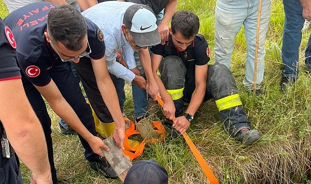 Gebe inek, definecilerin kazdığı kuyuya düştü!