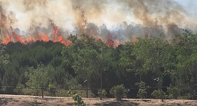 Gebze'de ormanlık alanda yangın çıktı!