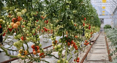 Kara, “Gıda krizine çare olabileceğini düşünüyoruz”