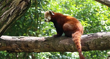 Kızıl Pandalar FYZoo’da özel programla yaşatılıyor