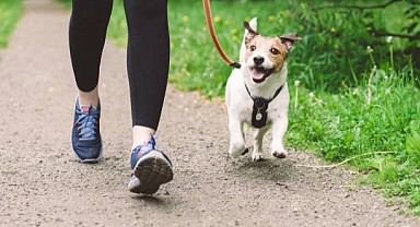 Köpeğinizi gezdirirken keneye karşı önlem alın!