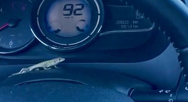 Otomobile giren kertenkele korkuttu!