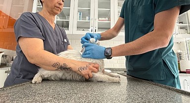 Pars’a kavuştu! Dünyalar onun oldu