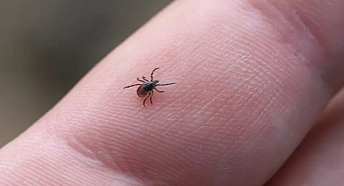Vücudunuza kene yapışmışsa zarar vermeyin!