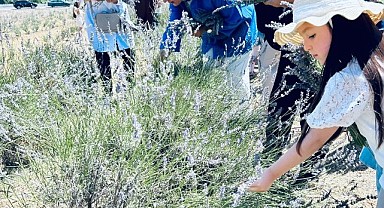Yourban Projesi kapsamında lavanta hasadı yapıldı