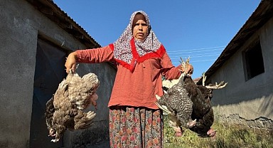 22 yıllık emeğini bir gecede köpekler telef etti!