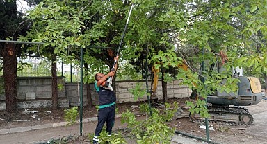 Budanan ağaçlar dar gelirli ailelere yakacak oluyor