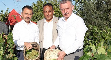 Büyükakın, üzüm hasadına katıldı