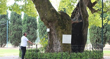 Görkemli çınar yapısıyla zamana meydan okuyor
