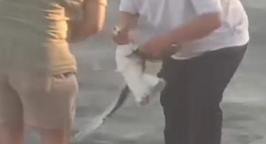 Oltaya bu sefer balık değil martı geldi!