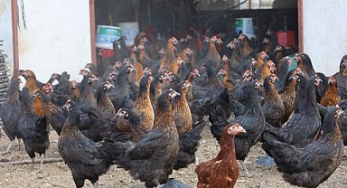 Yüzde 50 hibeli 16 bin tavuk üreticiye dağıtıldı